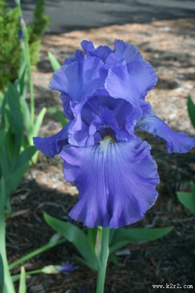 蓝色的鸢尾图片