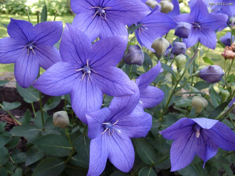 盛开的紫色桔梗花图片