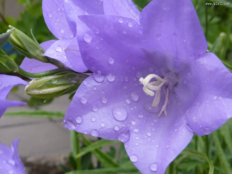 盛开的紫色桔梗花图片