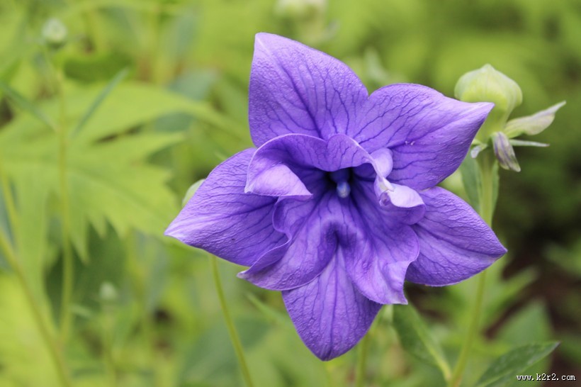 盛开的紫色桔梗花图片