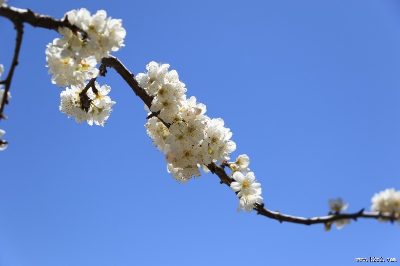 雪白的梨花图片大全