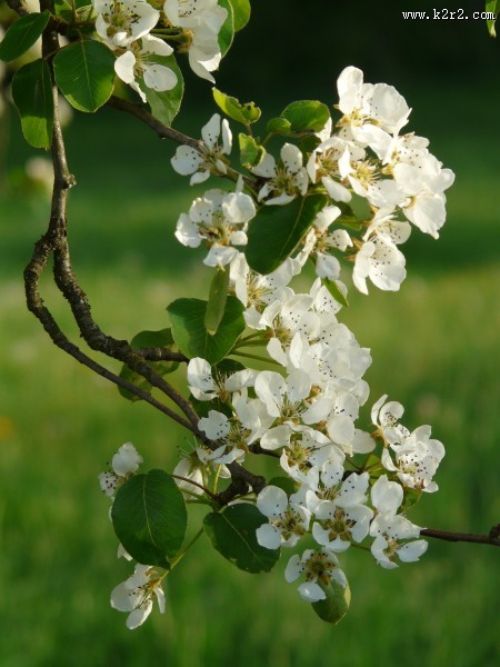雪白的梨花图片大全