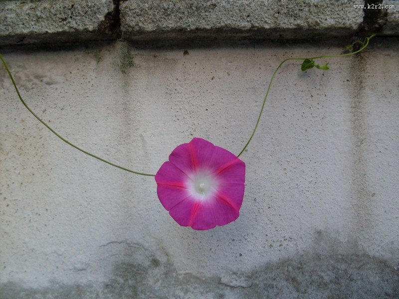 多彩的牵牛花图片