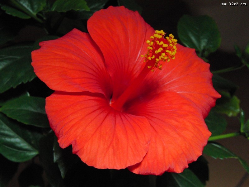 红色的蜀葵图片