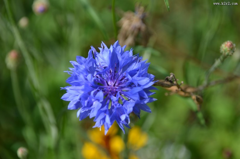 蓝色的矢车菊图片