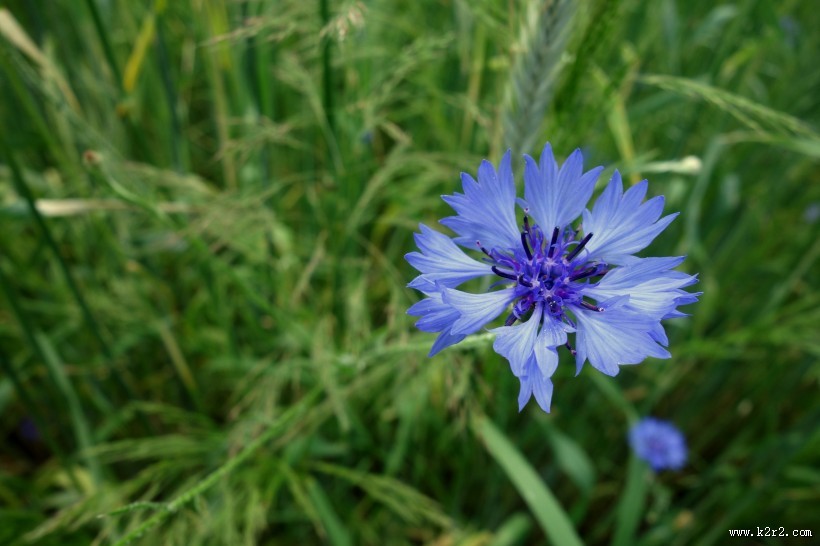 蓝色的矢车菊图片