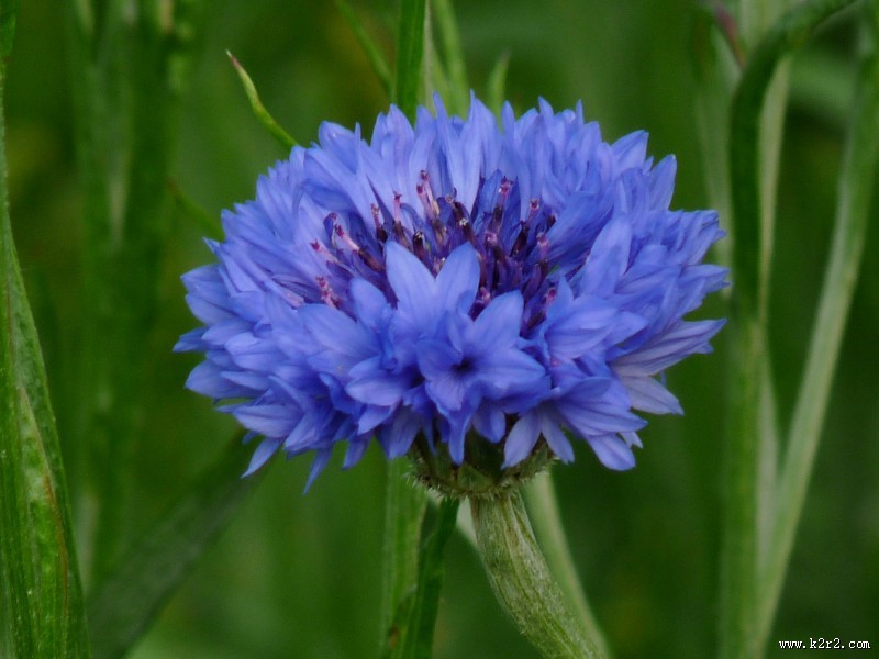 蓝色的矢车菊图片