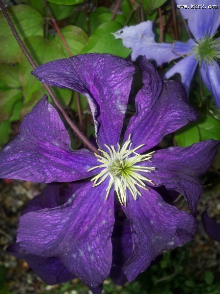 紫色的铁线莲图片