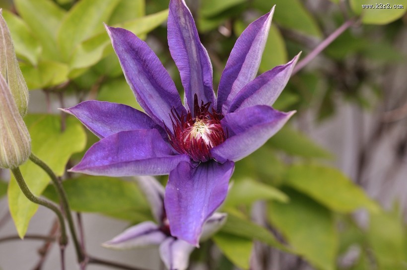 紫色的铁线莲图片