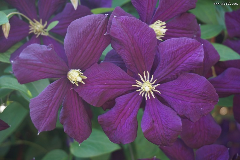 紫色的铁线莲图片