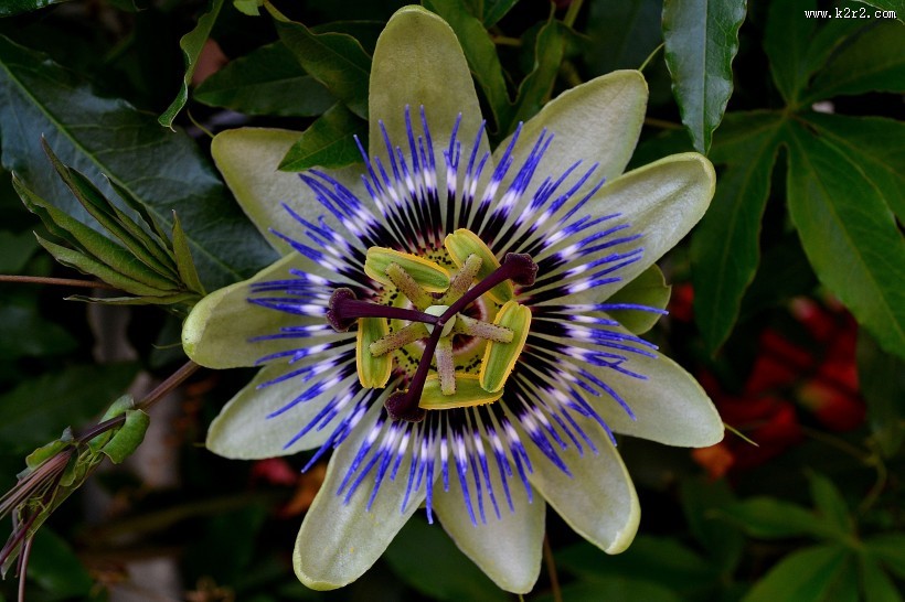 蓝色的西番莲图片