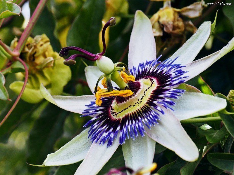 蓝色的西番莲图片