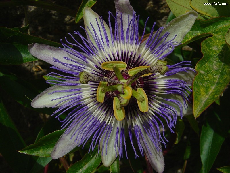 蓝色的西番莲图片