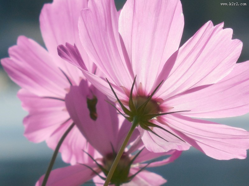 新品种太空花图片