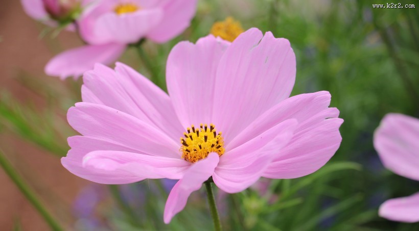 新品种太空花图片