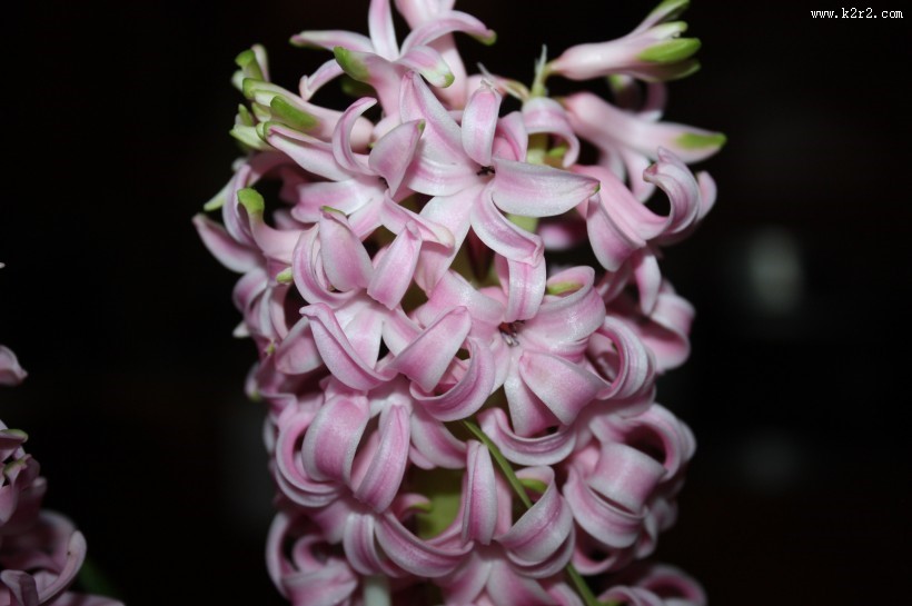 粉红色的风信子图片