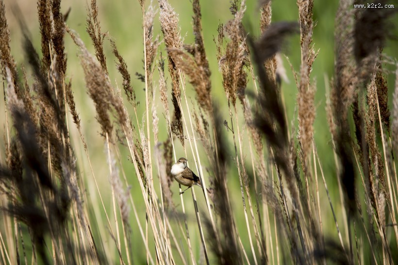 漂亮柔韧的芦苇图片