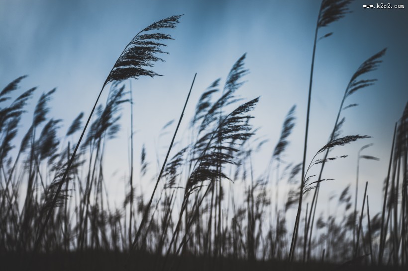 漂亮柔韧的芦苇图片