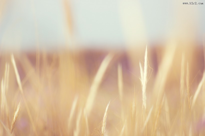 唯美小清新植物图片