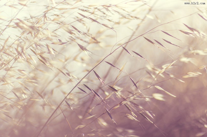 唯美小清新植物图片