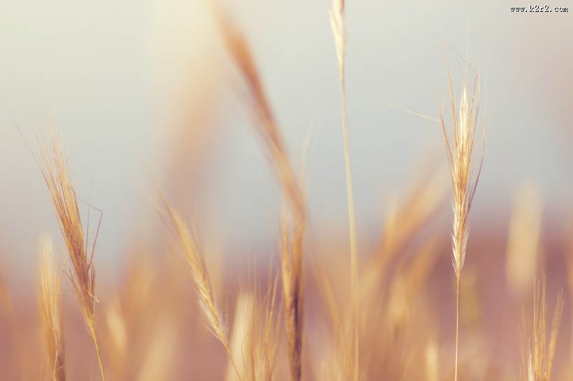 唯美小清新植物图片