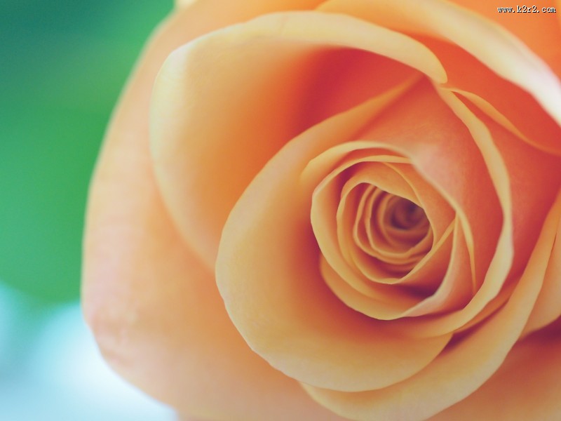 花的特写图片大全