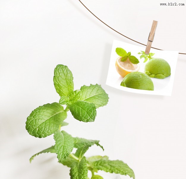 绿色薄荷图片