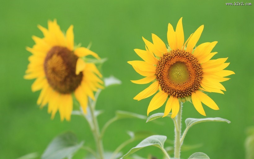唯美护眼太阳花图片