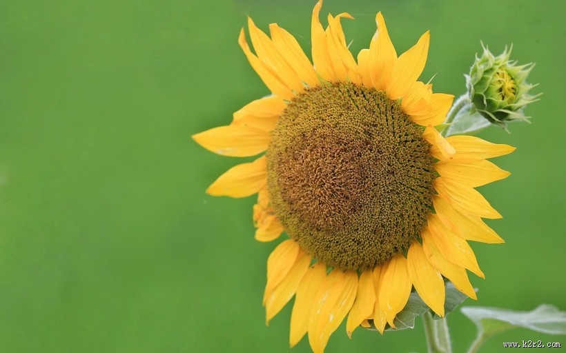 唯美护眼太阳花图片