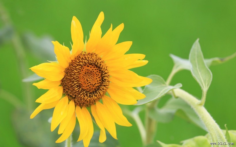 唯美护眼太阳花图片