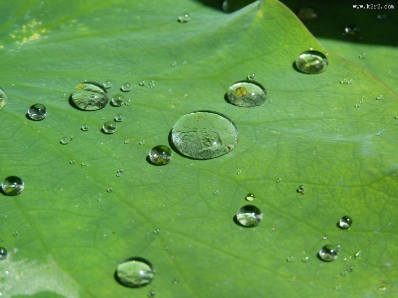 绿叶上的小水珠图片