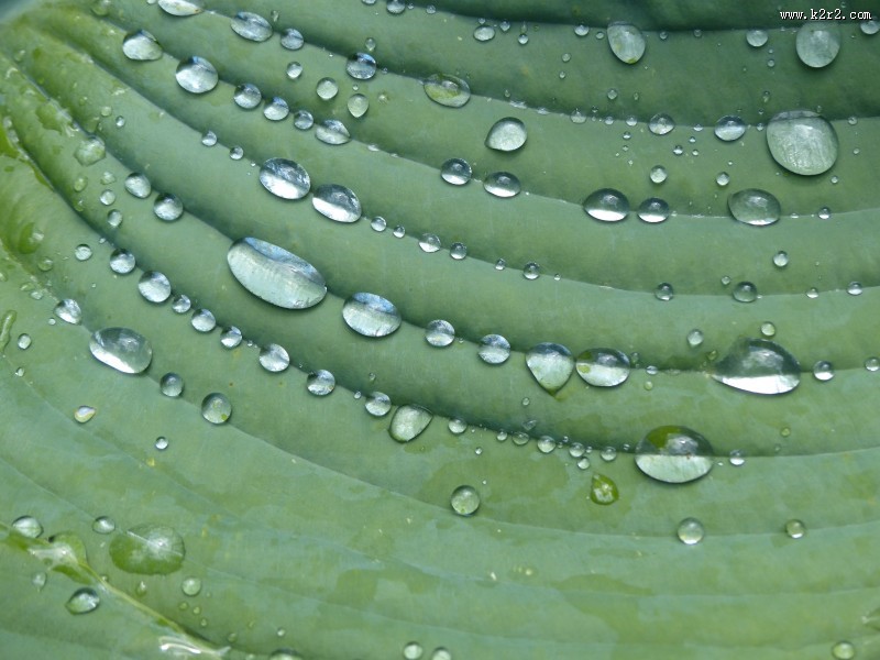 绿叶上的小水珠图片