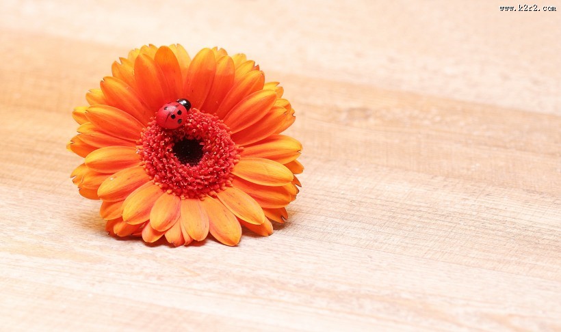 橙黄色的非洲菊图片