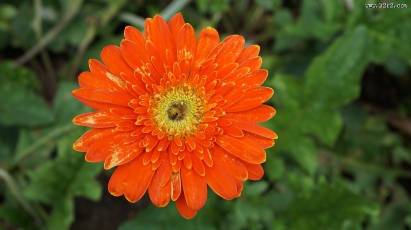 橙黄色的非洲菊图片