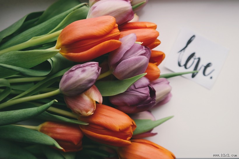 颜色各异的郁金香图片