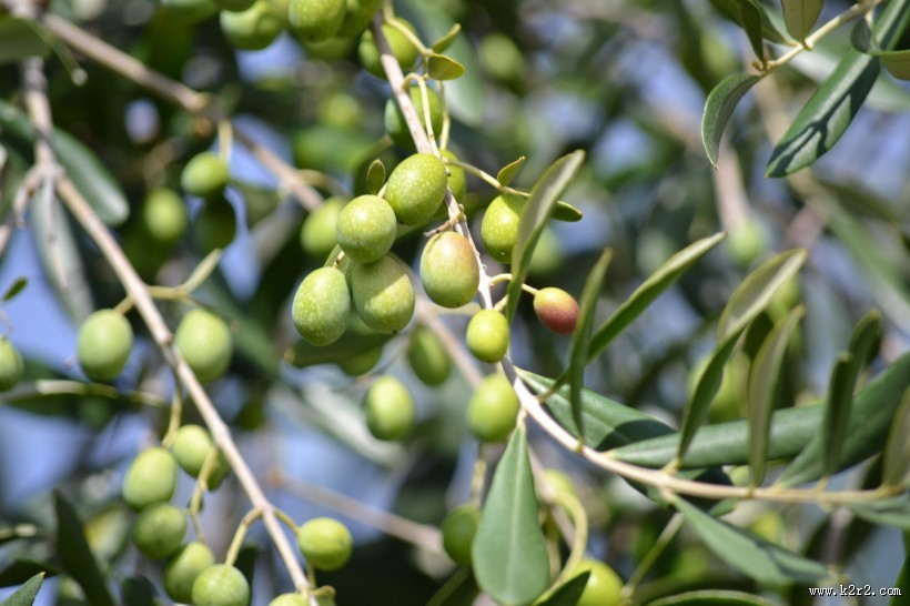 树枝上的橄榄图片