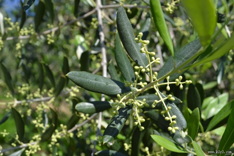 树枝上的橄榄图片