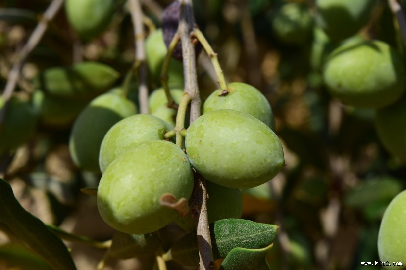 树枝上的橄榄图片