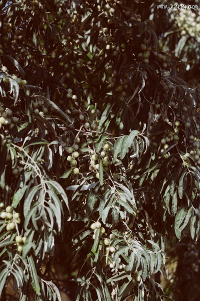 树枝上的橄榄图片