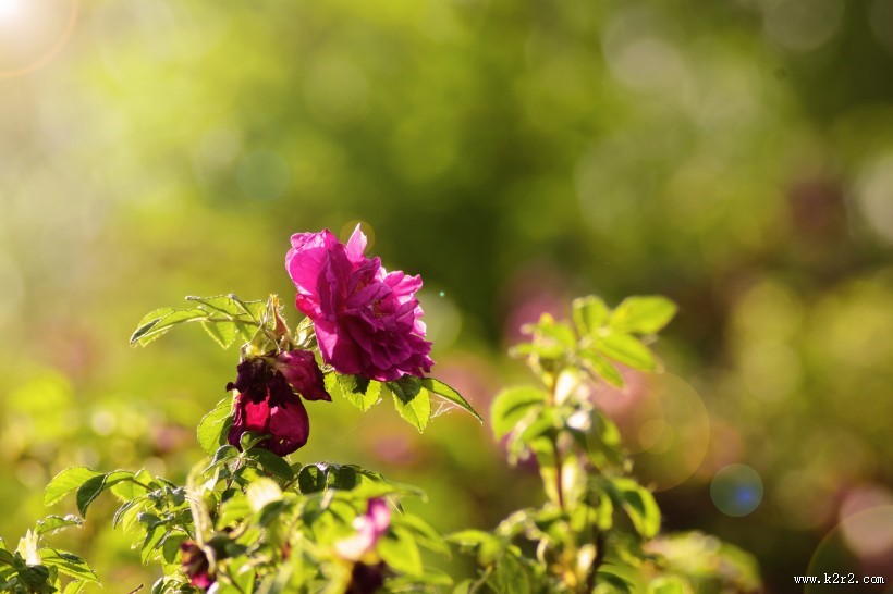 绽放的花朵图片
