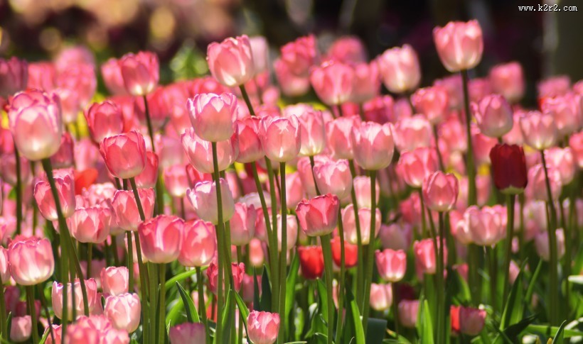 美丽的郁金香花丛图片