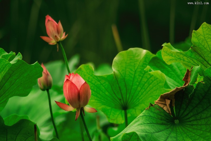 清新淡雅的荷花图片