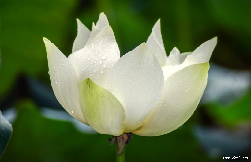 清新淡雅的荷花图片