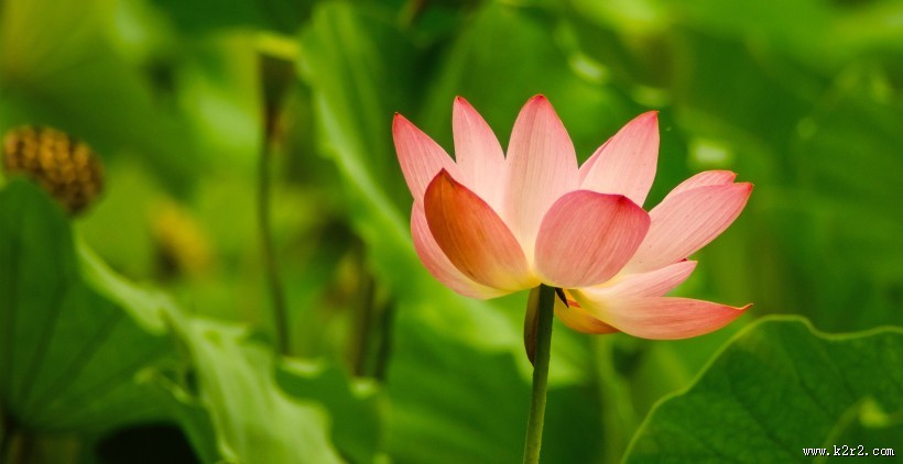 清新淡雅的荷花图片