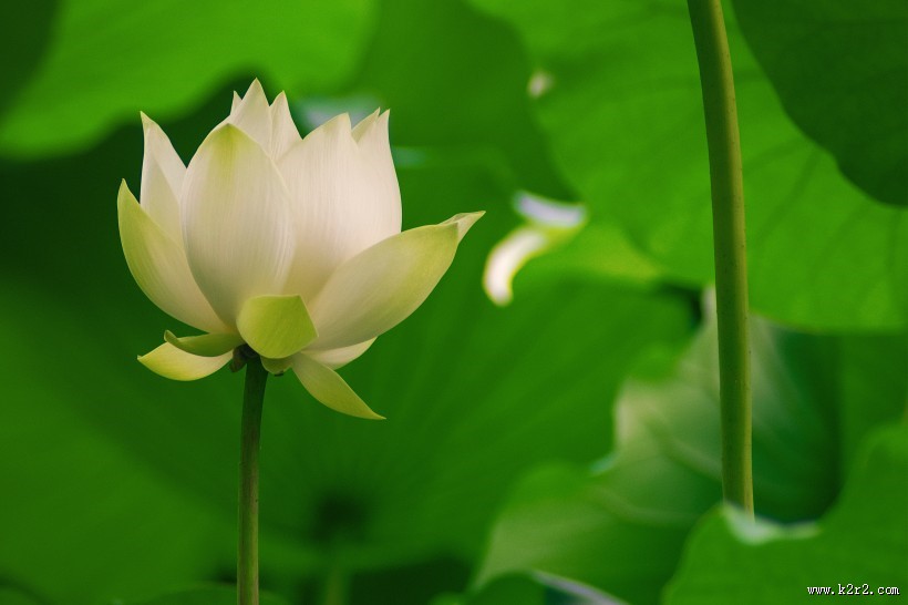 清新淡雅的荷花图片