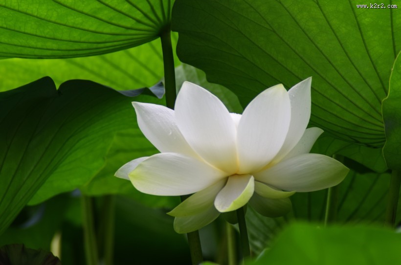 清新淡雅的荷花图片