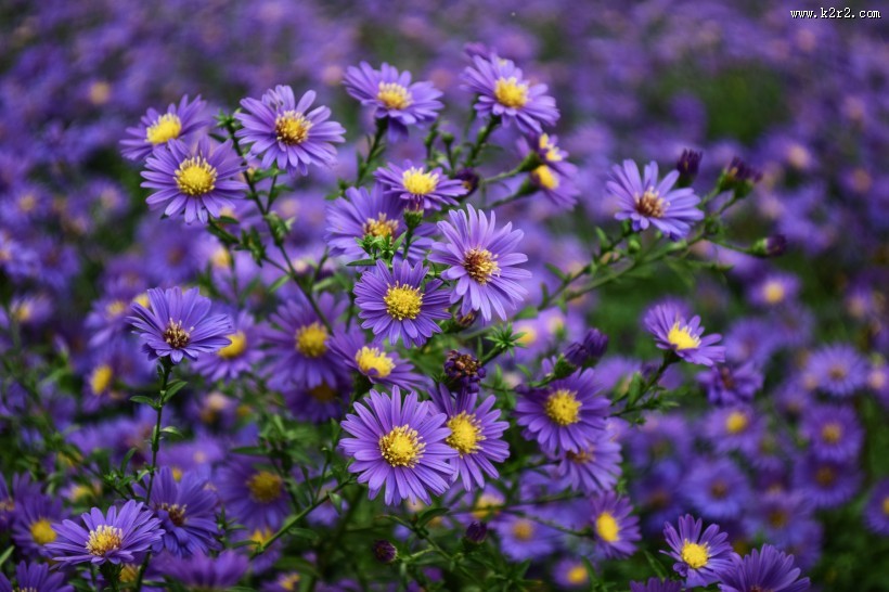 多彩的花丛图片