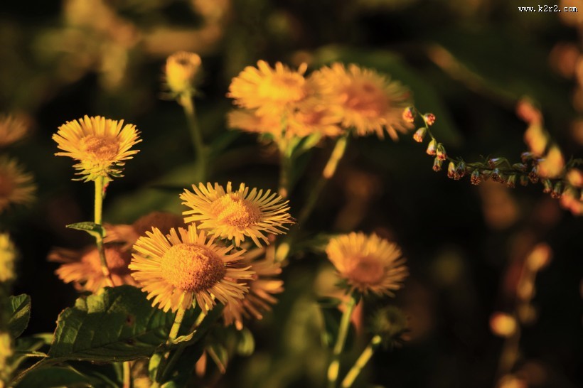 多彩的花丛图片