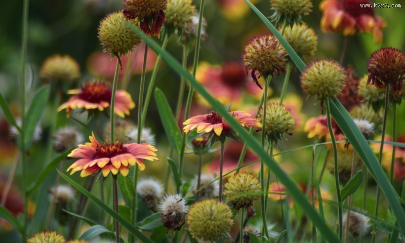 多彩的花丛图片