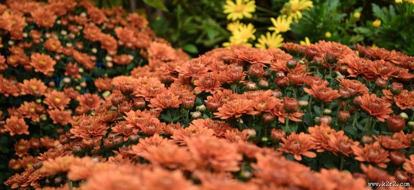 多彩的花丛图片